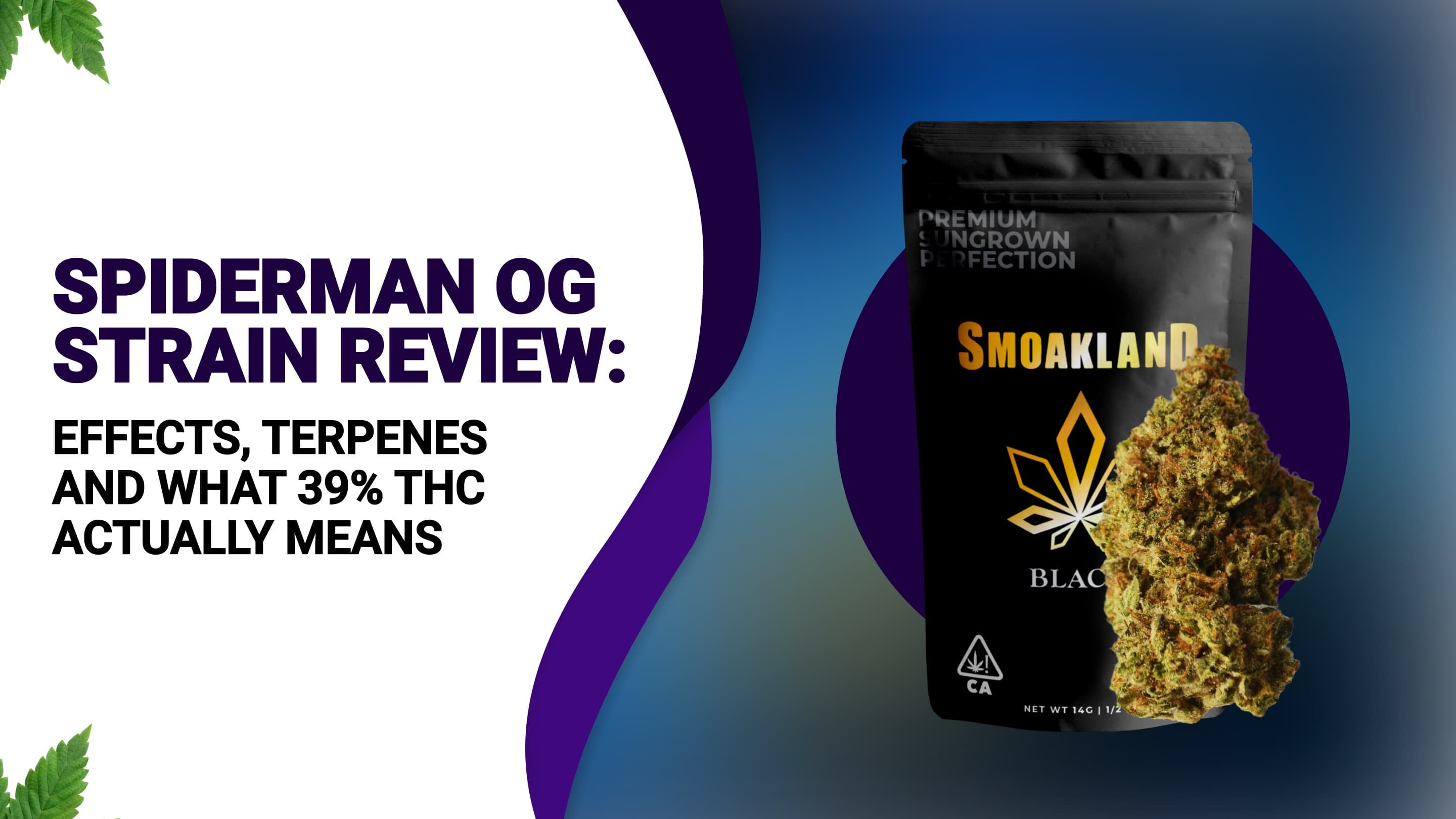 Spiderman OG Strain Review: Effects, Terpenes and What 39% THC Actually Means