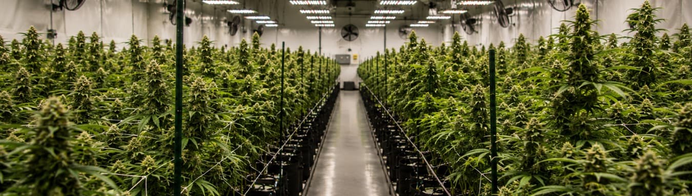 Cannabis packed for Smoakland