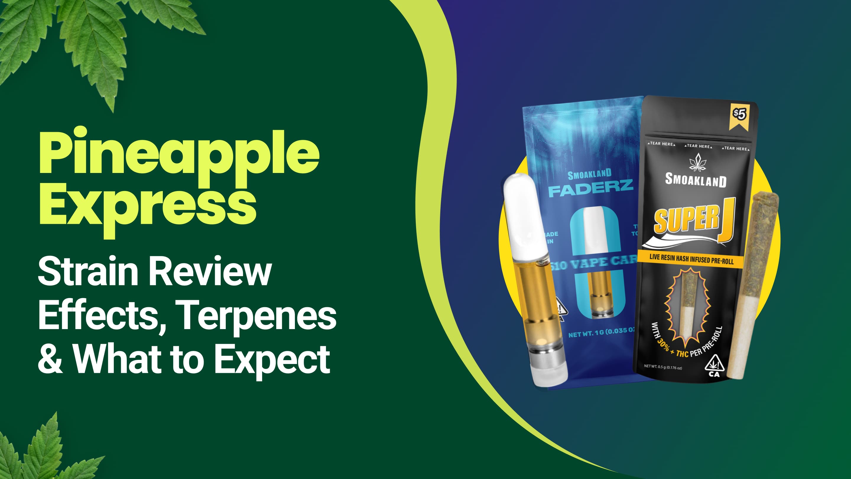 Pineapple Express Strain Review: Effects, Terpenes & What to Expect