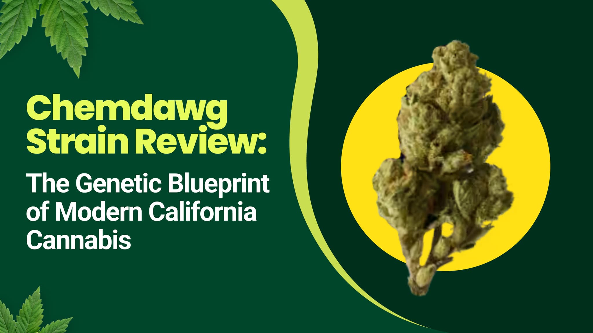 Chemdawg Strain Review: The Genetic Blueprint of Modern California Cannabis