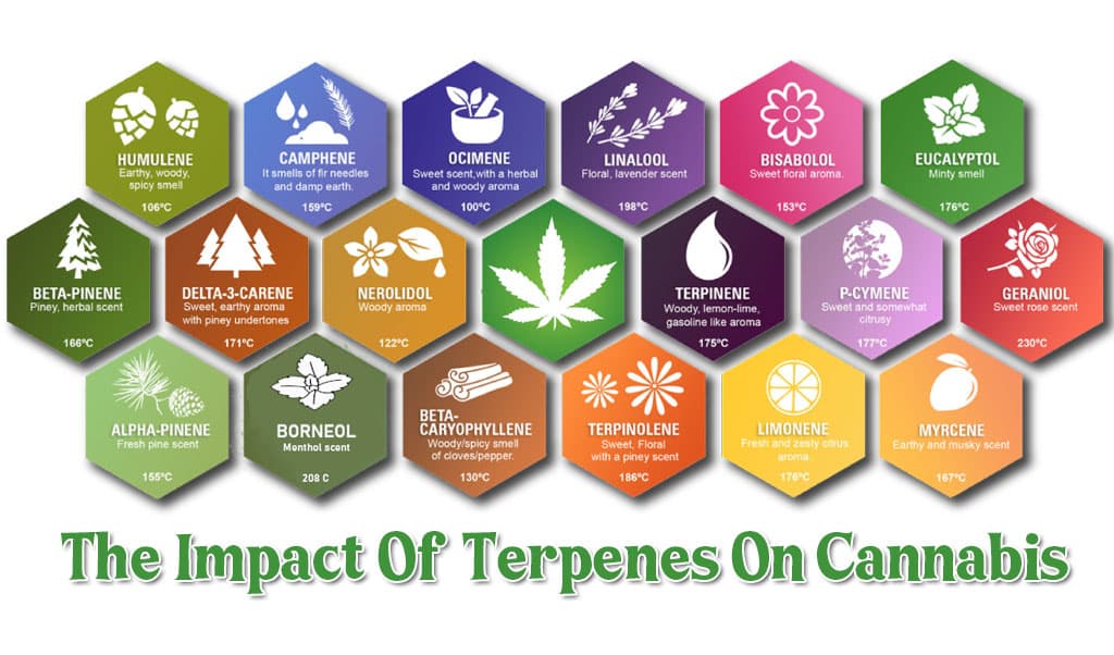 The Impact of Terpenes on Cannabis: What You Need to Know