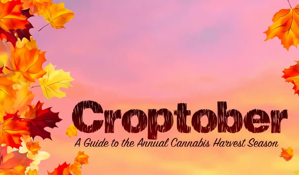 California Croptober: A Guide to the Annual Cannabis Harvest Season 