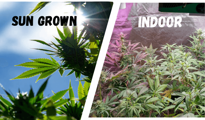 Benefits of Sun-Grown Flower