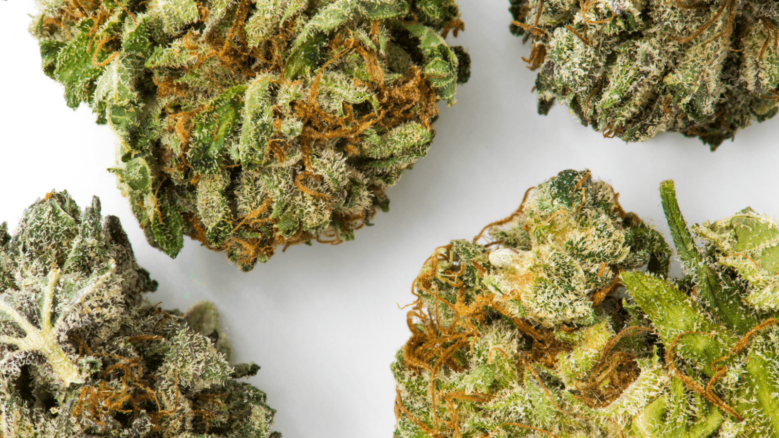 Uplifting Strains Best for Daytime Productivity at Smoakland
