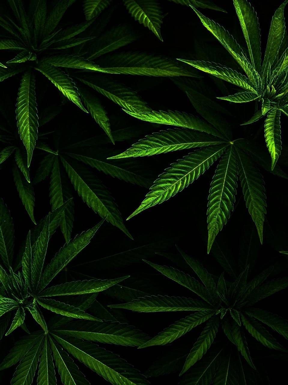 Free cannabis for ill Californians