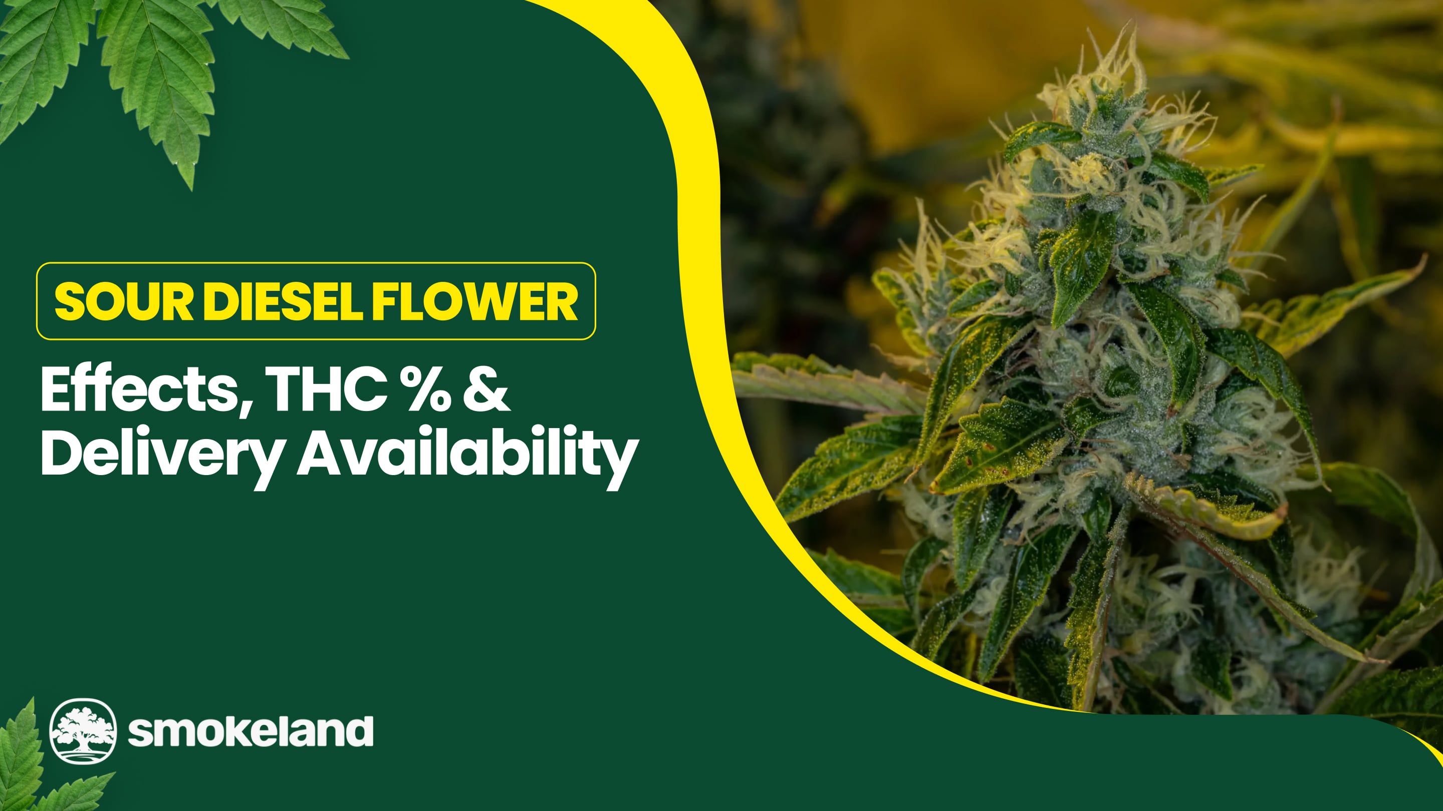 Sour Diesel Flower Effects, THC % & Delivery Availability