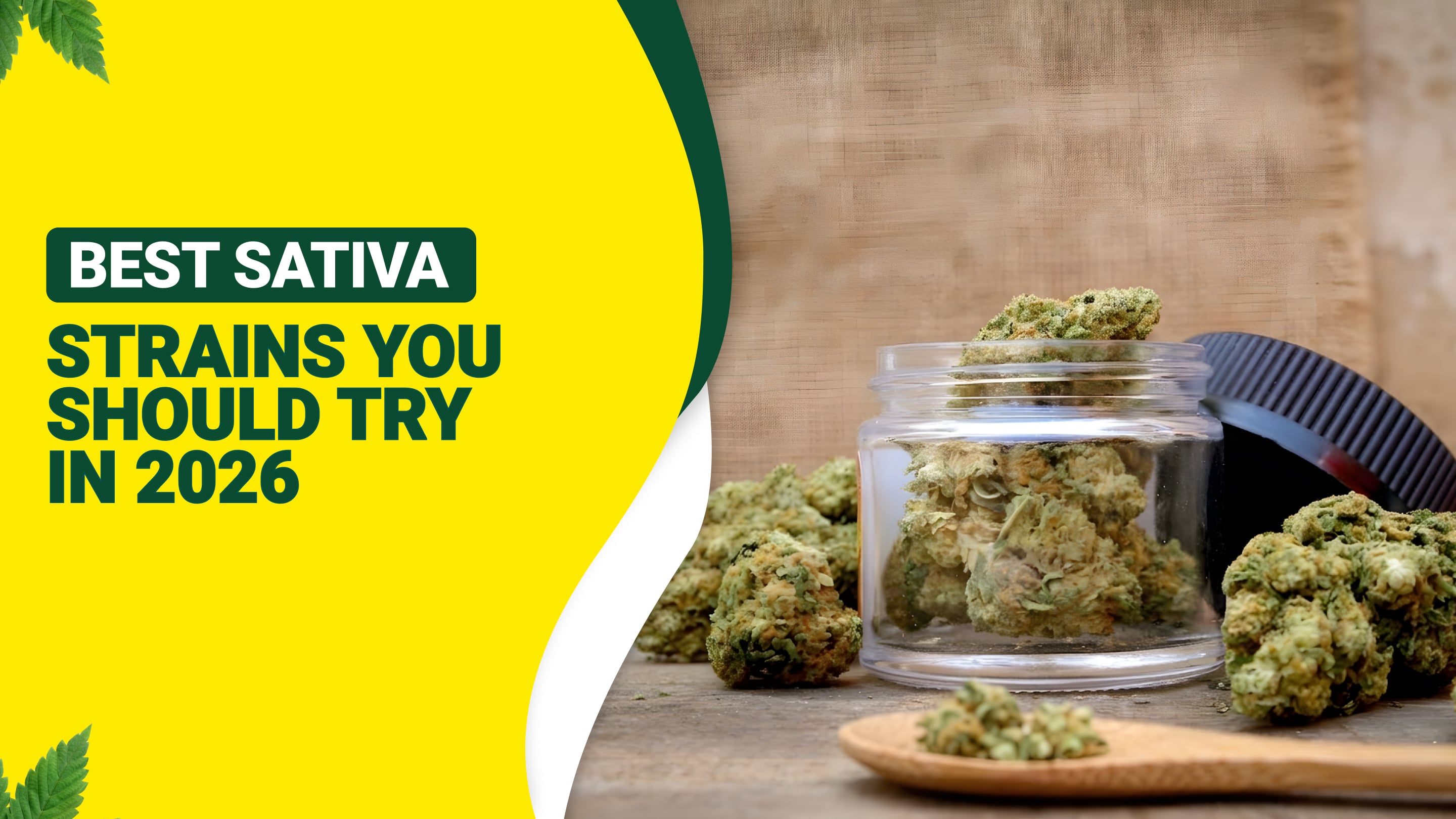 Best Sativa Strains You Should Try in 2026