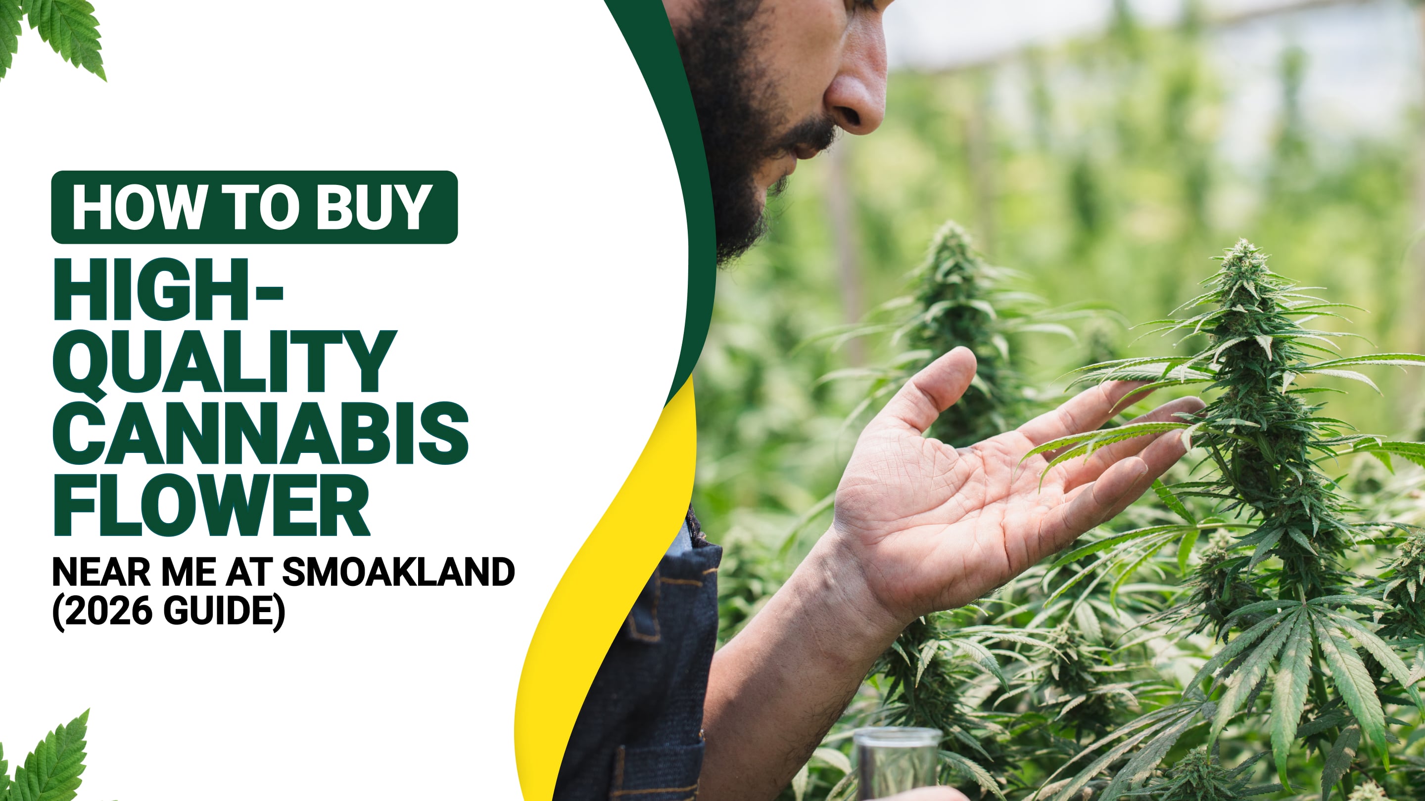 How to Buy High-Quality Cannabis Flower Near Me at Smoakland (2026 Guide)