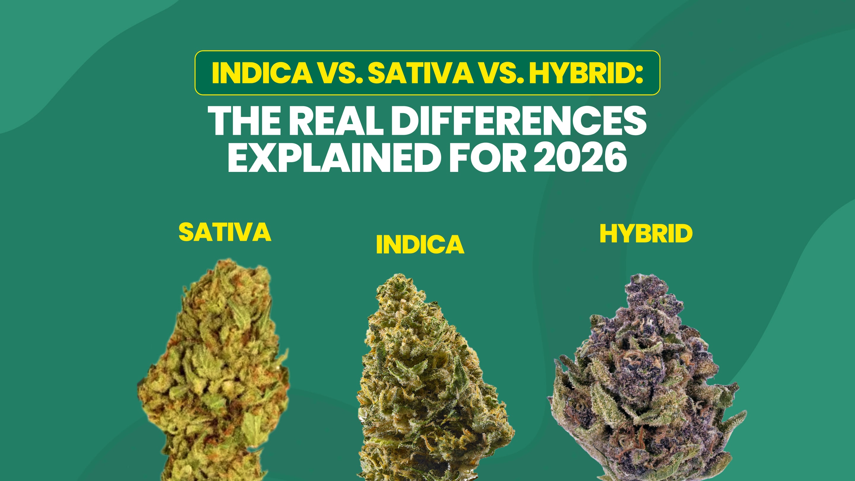 Indica vs. Sativa vs. Hybrid: The Real Differences Explained for 2026