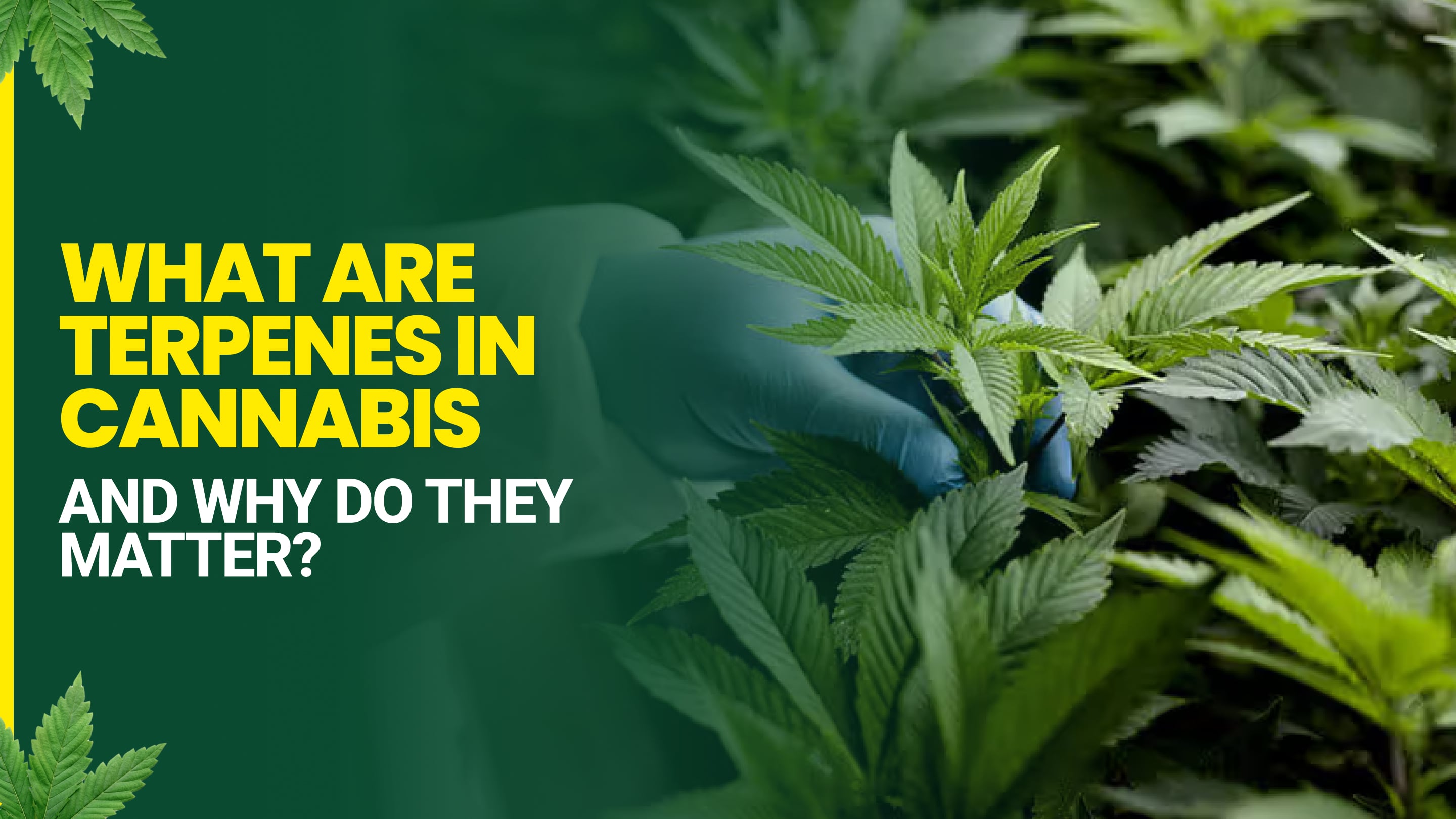 What Are Terpenes in Cannabis and Why Do They Matter?
