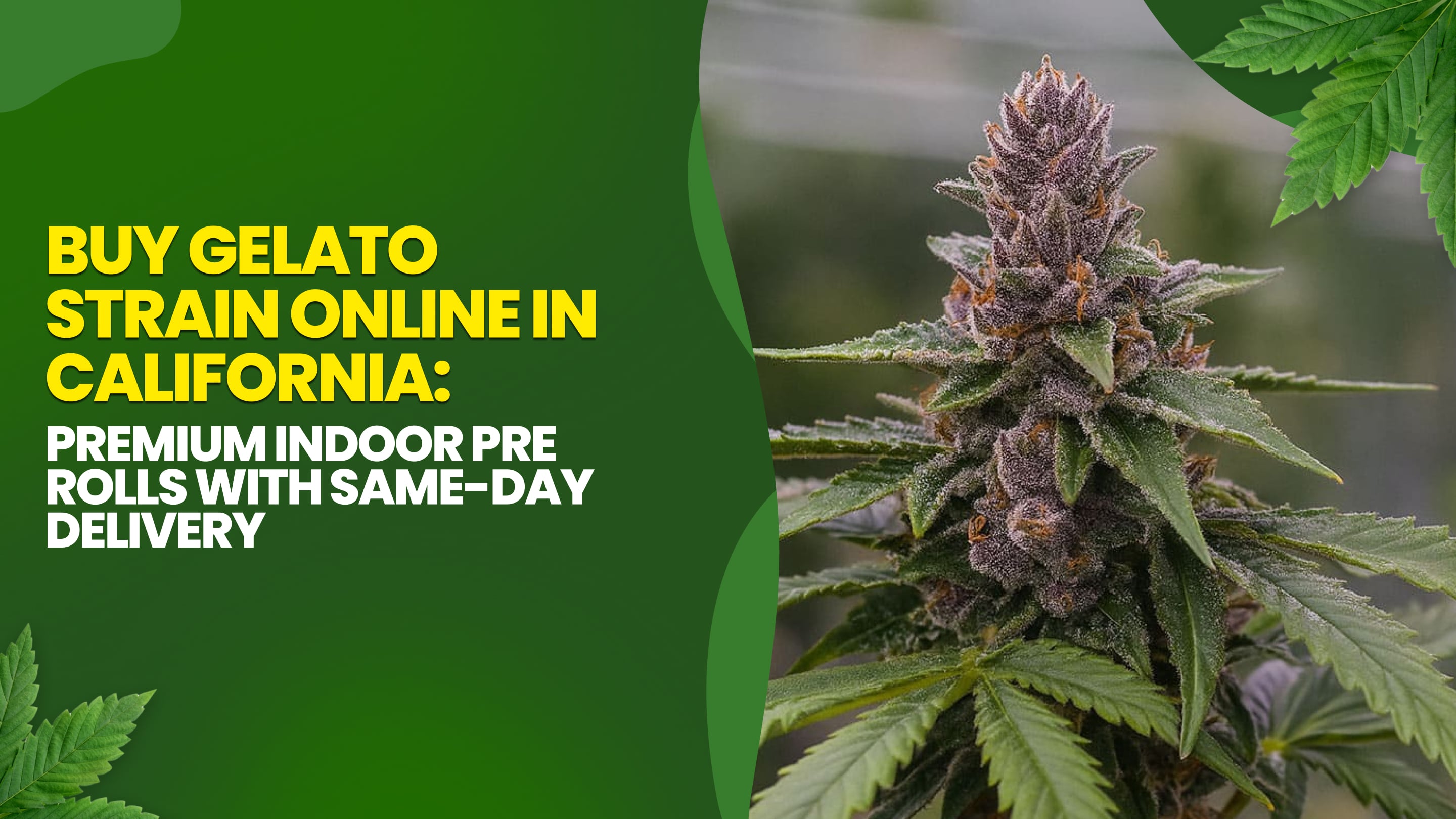 Buy Gelato Strain Online in California: Premium Indoor Pre rolls with Same-Day Delivery