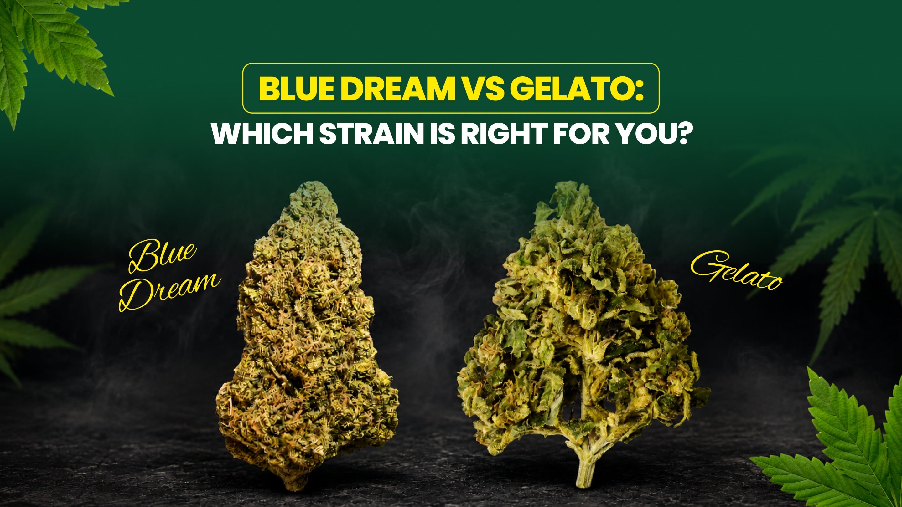 Blue Dream vs Gelato: Which Strain Is Right for You?
