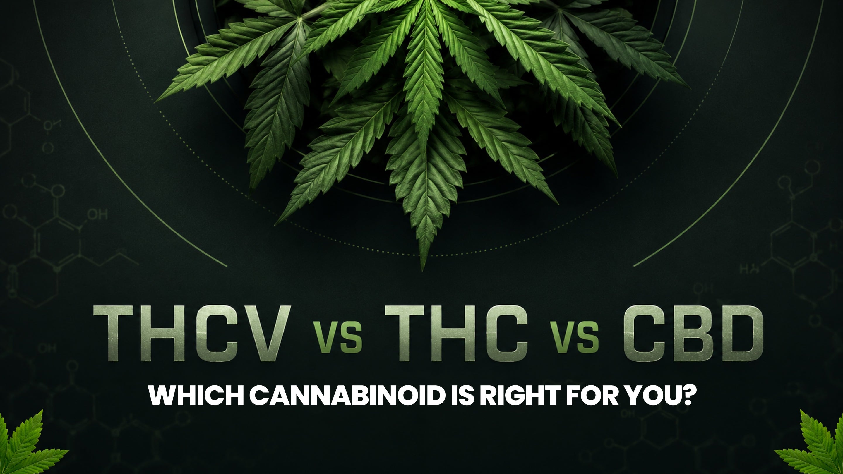 THCV vs THC vs CBD: Which Cannabinoid Is Right for You?