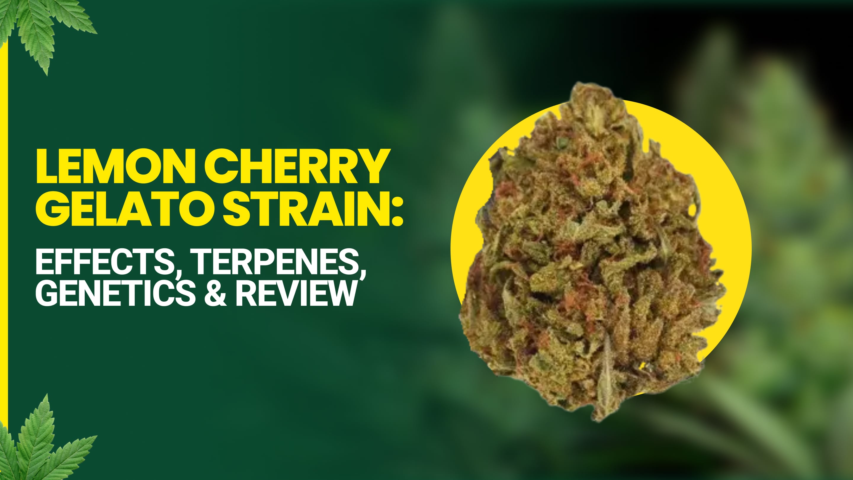 Lemon Cherry Gelato Strain: Effects, Terpenes, Genetics & Review