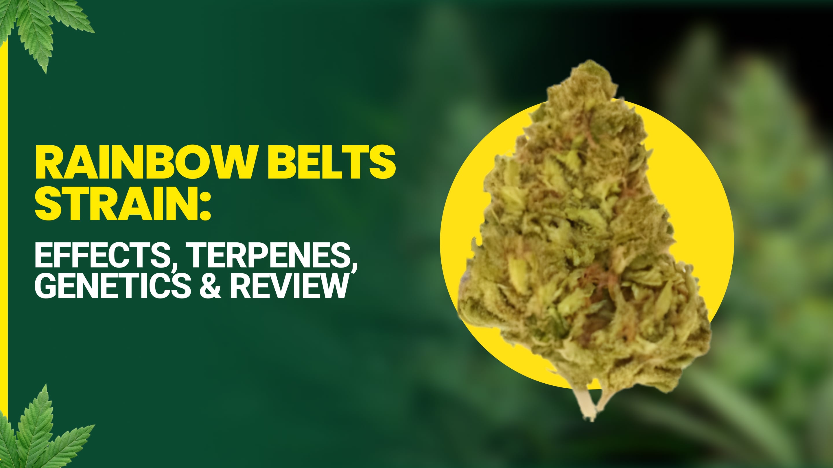 Rainbow Belts Strain: Effects, Terpenes, Genetics & Review