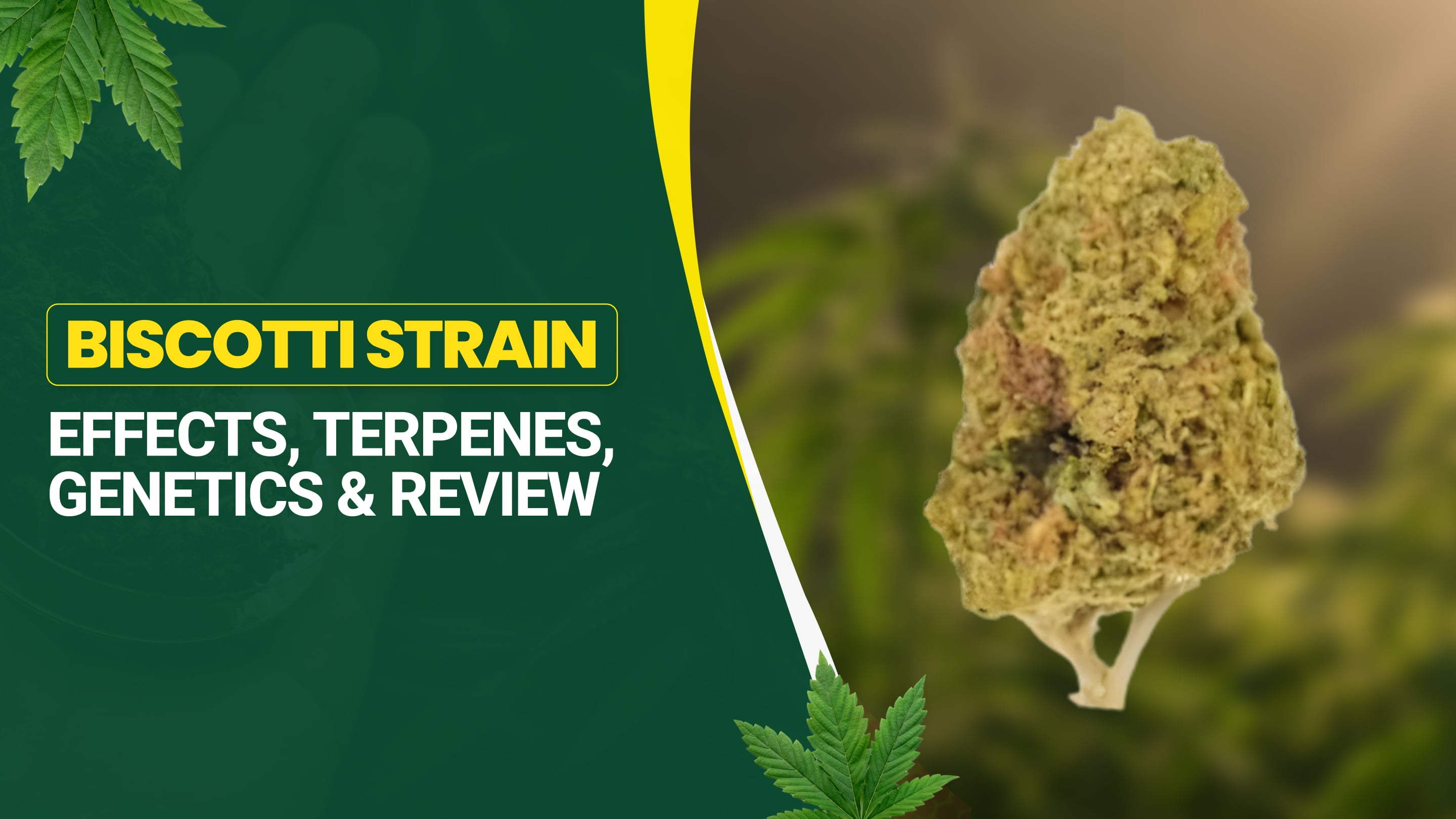 Biscotti Strain: Effects, Terpenes, Genetics & Review