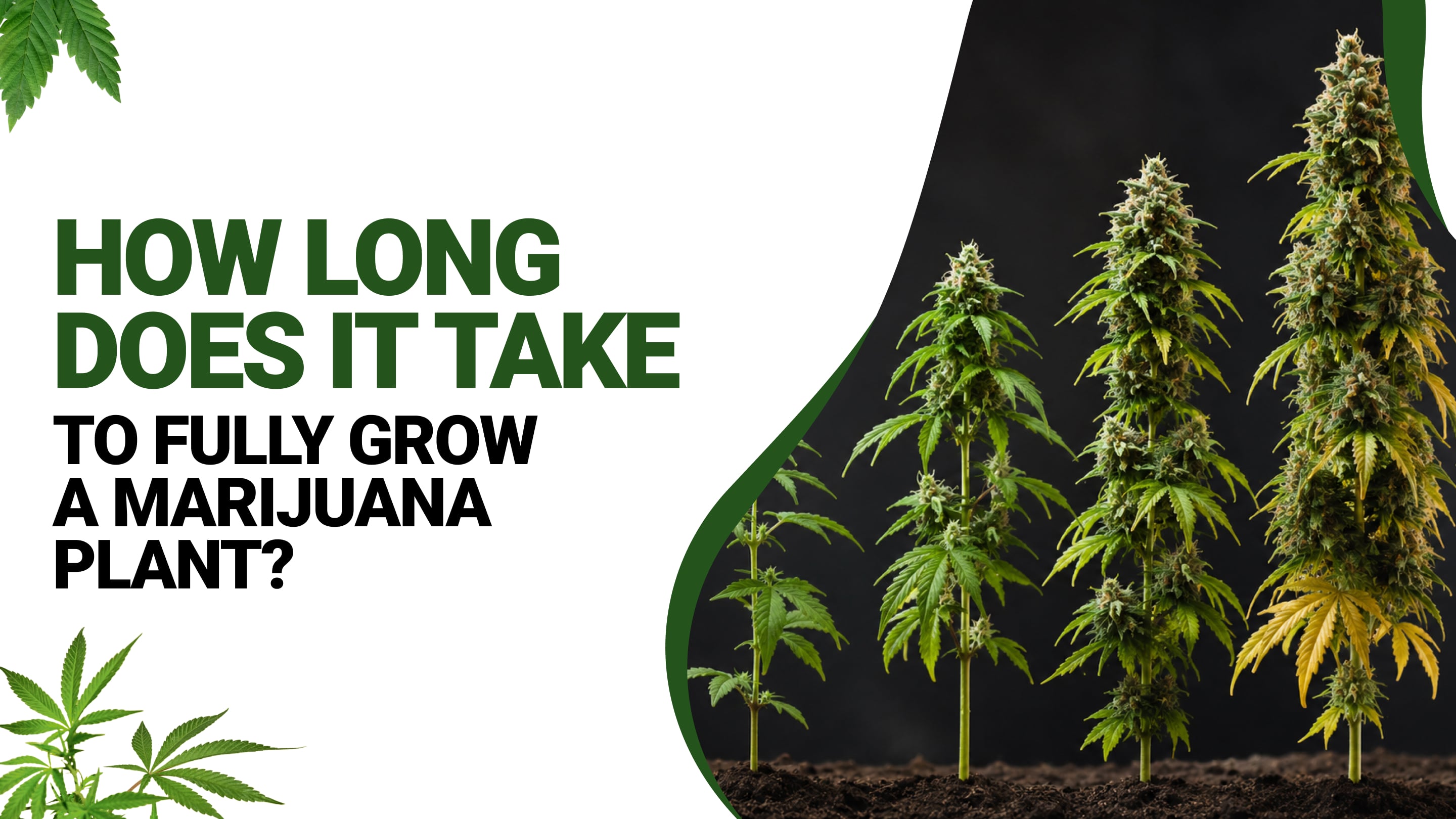 How Long Does It Take to Fully Grow a Marijuana Plant?