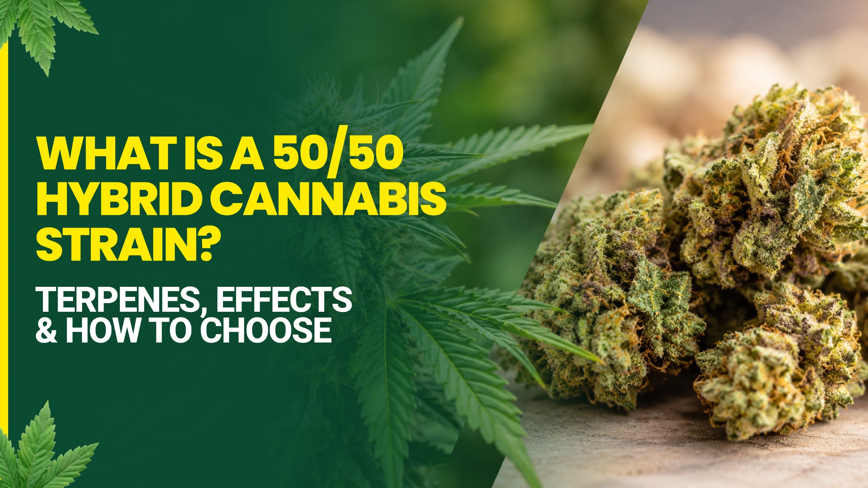 What Is a 50/50 Hybrid Cannabis Strain? Terpenes, Effects & How to Choose