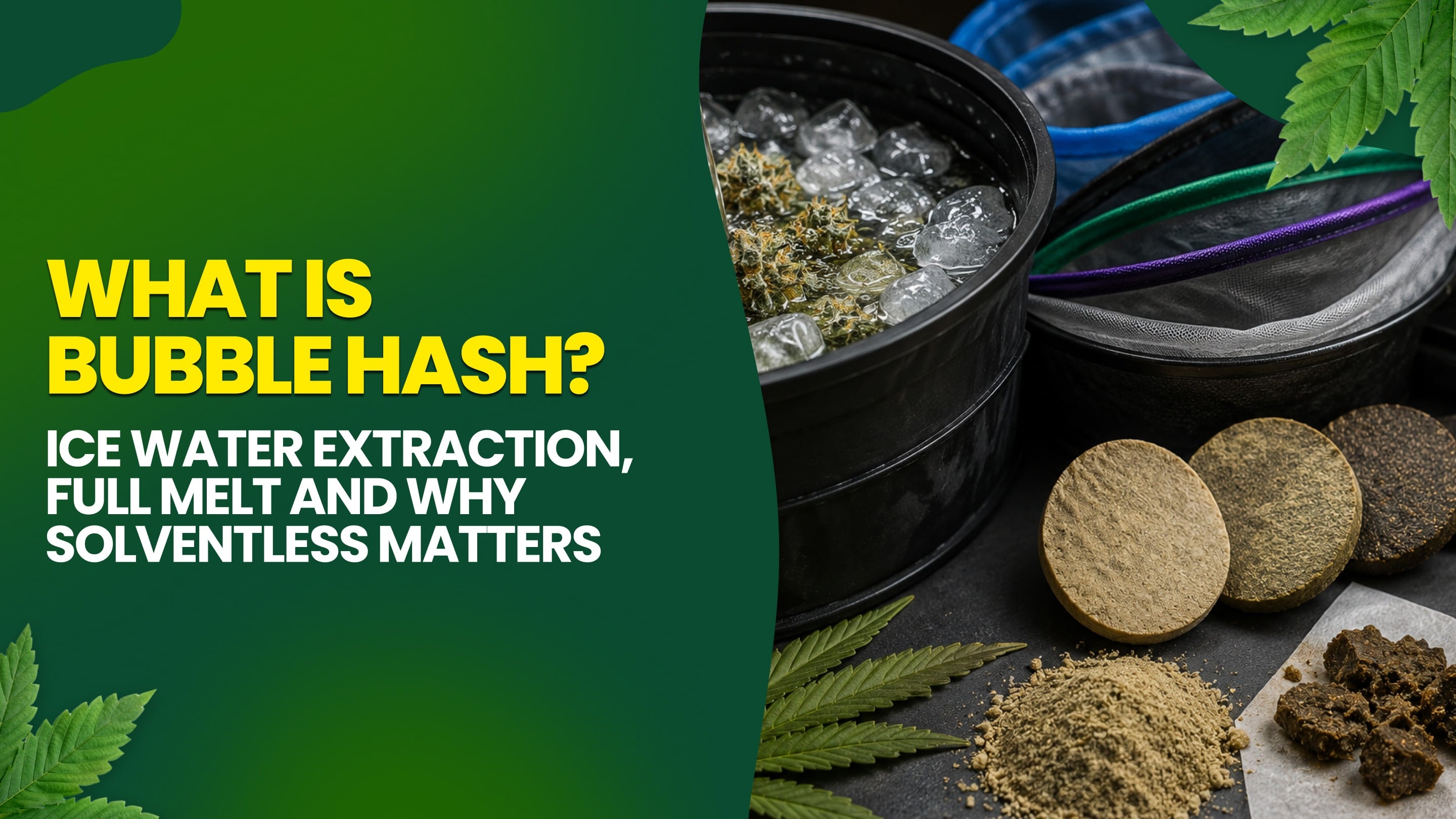 What Is Bubble Hash? Ice Water Extraction, Full Melt and Why Solventless Matters