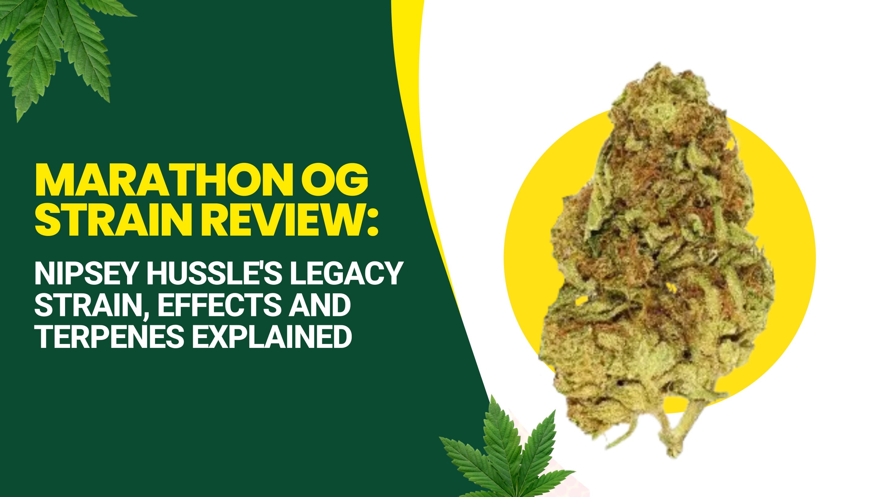Marathon OG Strain Review: Nipsey Hussle's Legacy Strain, Effects and Terpenes Explained