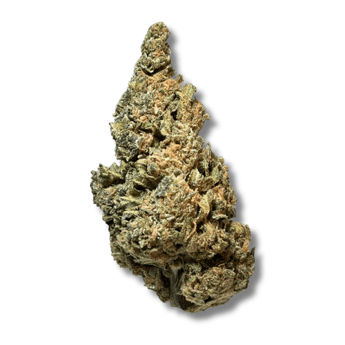 Exotix - Laughing Buddha (S) - 14g