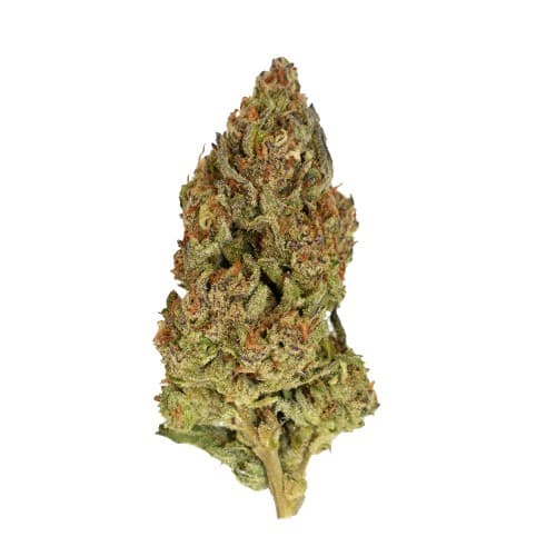 Black - Alaskan Ice (H) - 14g