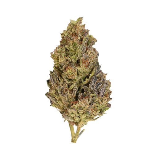 Exotix - French Laundry (H) - 14g