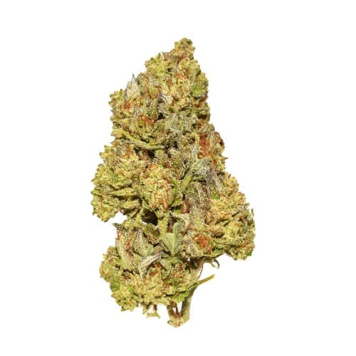 BLACK - Bang Bang (H) - 14g