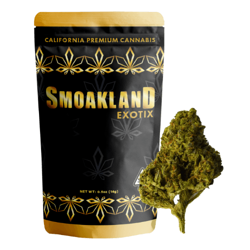 Gelato 41 (H) - 14g Exotix