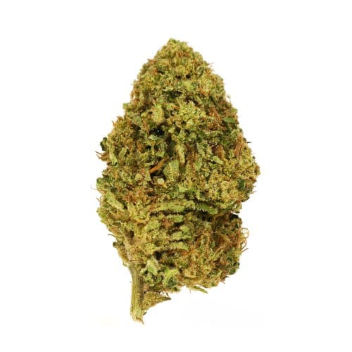 Exotix - Garlic Breath (I) - 14g